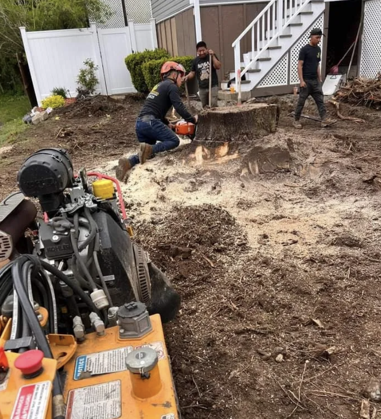 Tree removal work by ELN Landscaping in Lynn, MA